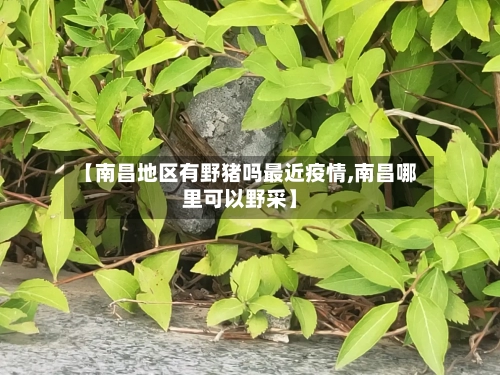 【南昌地区有野猪吗最近疫情,南昌哪里可以野采】