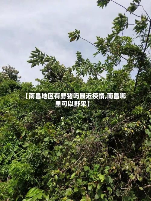 【南昌地区有野猪吗最近疫情,南昌哪里可以野采】-第3张图片